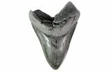 Huge, Fossil Megalodon Tooth - South Carolina #154176-2